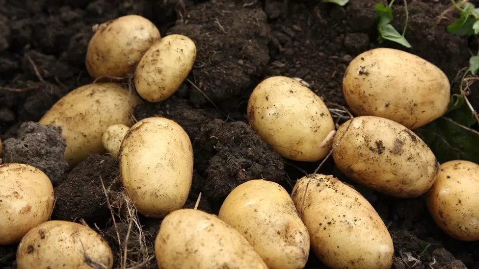 Climate change is affecting potato crops
