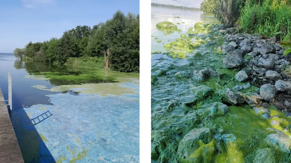 Extensive toxic blue-green algal blooms on the water of Lough Neagh from Summer 2023